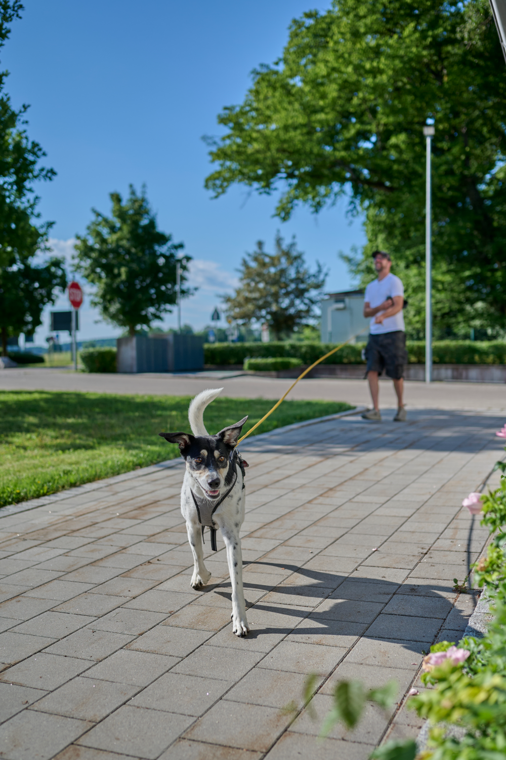 Mantrailing im urbanen Bereich